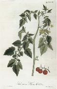 Alexander von Humboldt Lycopersicum esculentum china oil painting artist